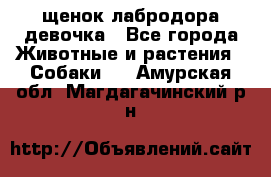 щенок лабродора девочка - Все города Животные и растения » Собаки   . Амурская обл.,Магдагачинский р-н